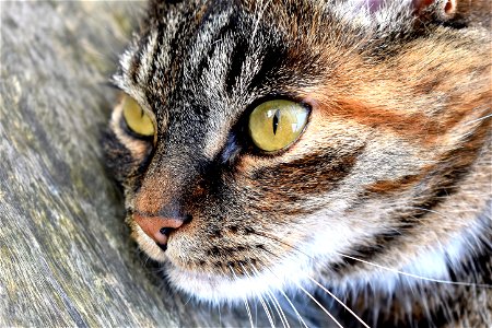 Closeup Portrait Of Cat photo