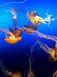 Jelly Fish Underwater photo