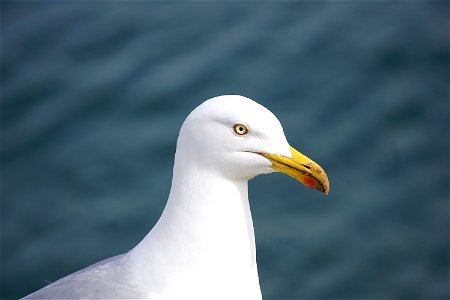White And Gray Seagull photo