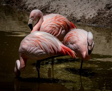 3 Flamingos Surrounded Of Water During Daytime photo