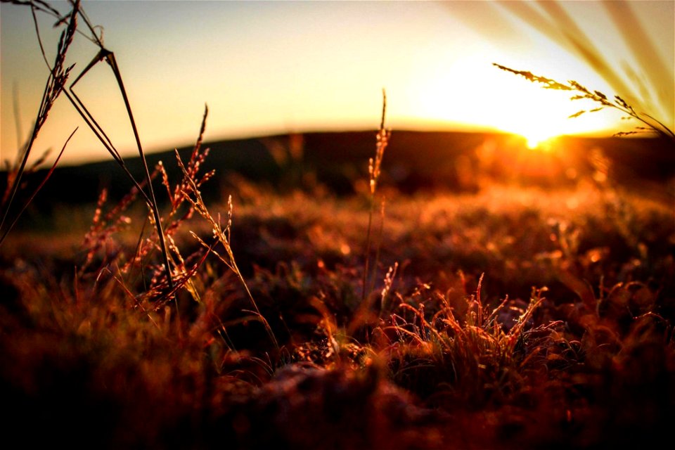 Grasses In Field At Sunset