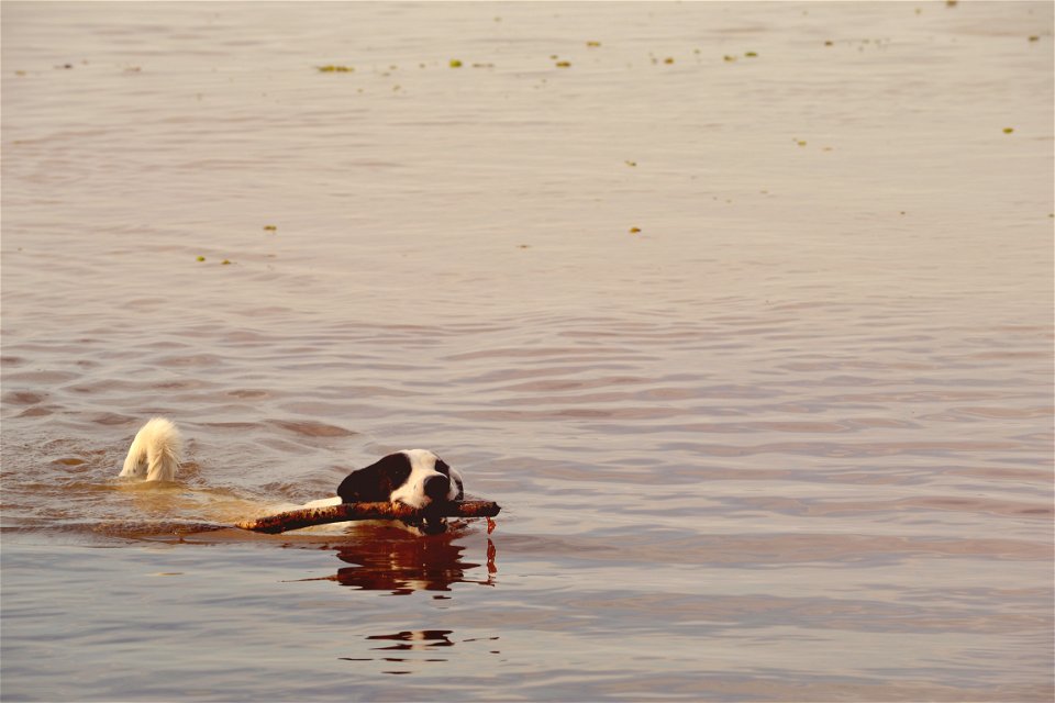 Black And White Short Coated Dog With Twig In Its Mouth Floating On Water