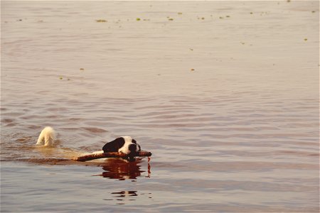 Black And White Short Coated Dog With Twig In Its Mouth Floating On Water photo