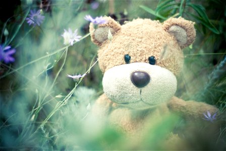 Brown Teddy Bear photo