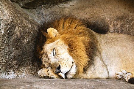 Lion Sleeping Beside Rock photo