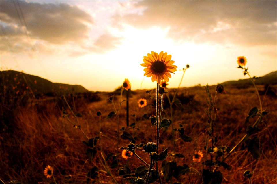 Sunflower On Hill Sepia Photography