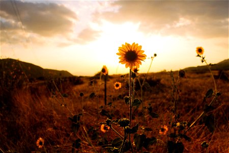 Sunflower On Hill Sepia Photography photo