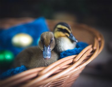 Selective Focus Photography Of Ducks photo