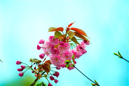 Close-Up Photography Of Pink Flowers photo