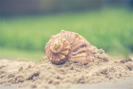 Macro Photography Of Shell On Sand photo