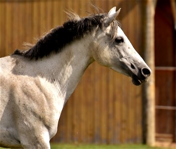 Horse Mane Horse Like Mammal Stallion photo
