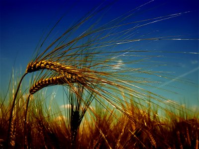 Sky Wheat Food Grain Grass Family