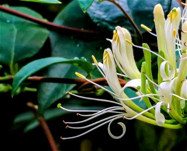 Plant Flower Flora Honeysuckle