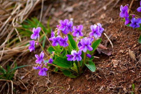 Plant Flower Flora Flowering Plant photo