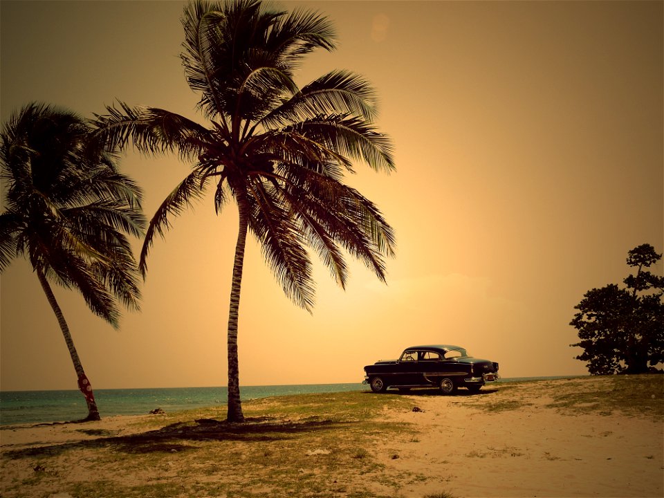 Two Coconut Trees