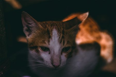 Orange Tabby Cat photo
