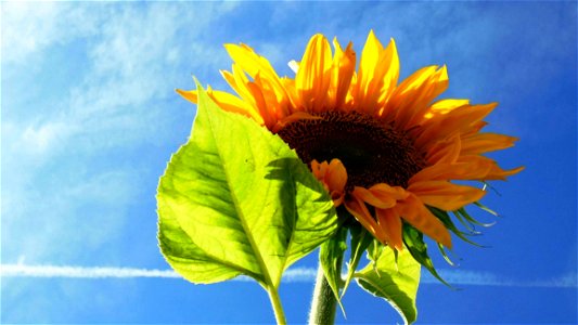 Low Angle Photography Of Sunflower photo
