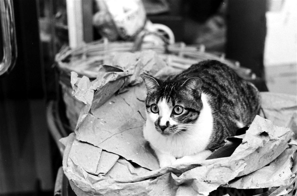 Grayscale Photo Of Tabby Cat