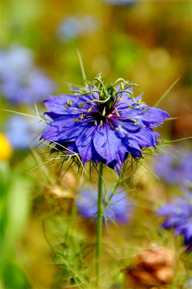 Flower Plant Flora Purple