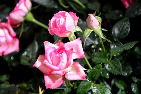 Flower Plant Rose Family Pink photo