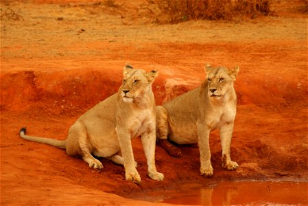 Wildlife Lion Terrestrial Animal Mammal photo