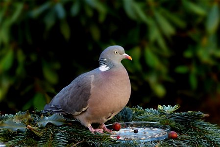 Bird Stock Dove Pigeons And Doves Fauna photo
