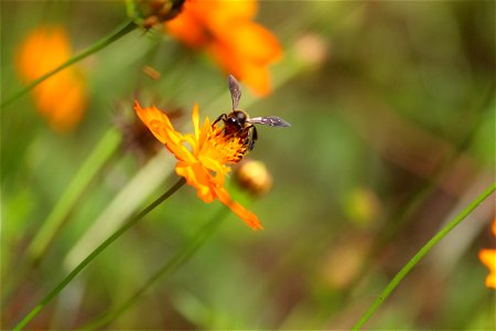 Honey Bee Flora Nectar Bee photo