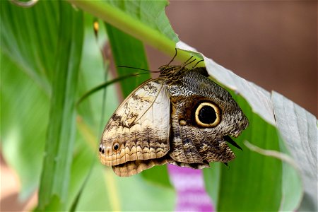 Moths And Butterflies Insect Butterfly Moth photo
