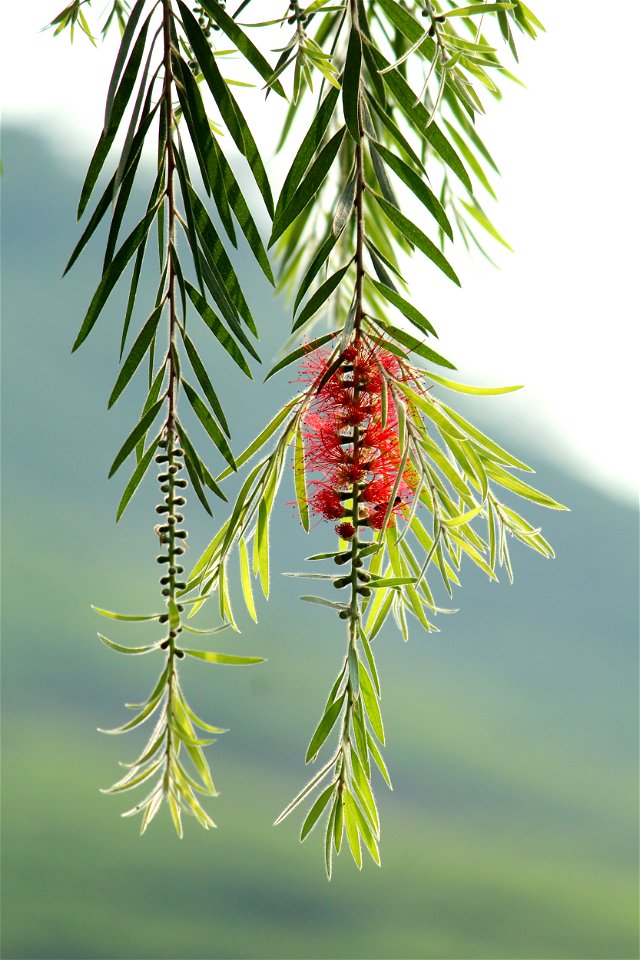 Tree Leaf Plant Pine Family photo