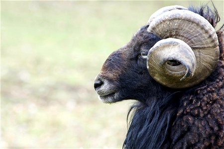 Horn Fauna Sheep Terrestrial Animal photo