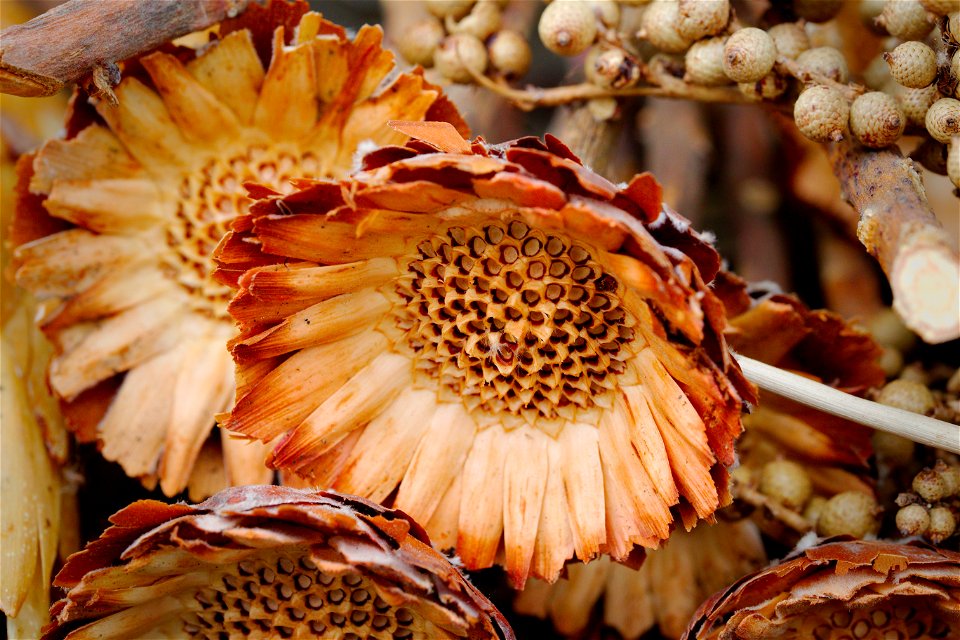 Flora Flower Pineapple Plant