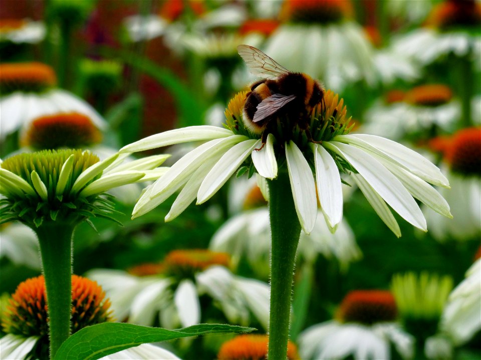 Bee Flower Honey Bee Flora