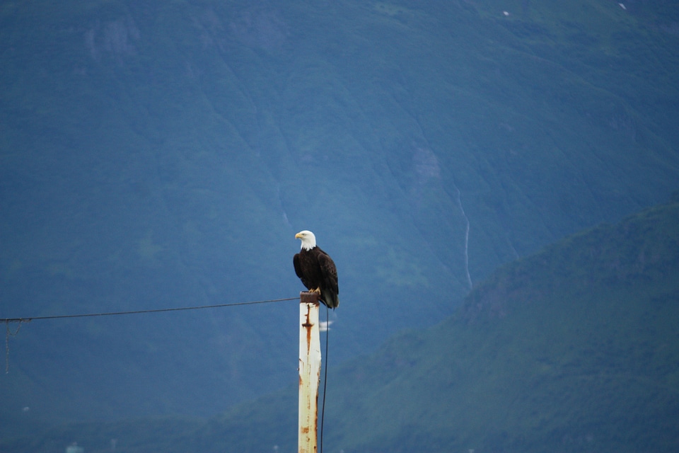 Valdez alaska animal