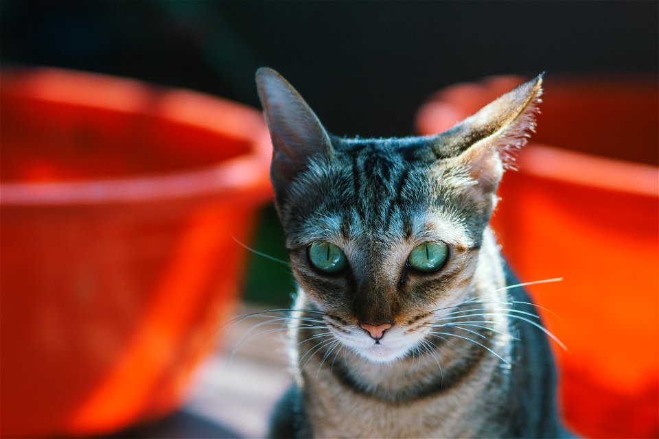 Close-up Photography Of Brown Cat
