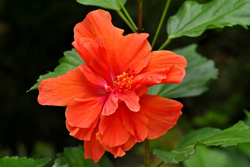 Flower Flowering Plant Plant Hibiscus