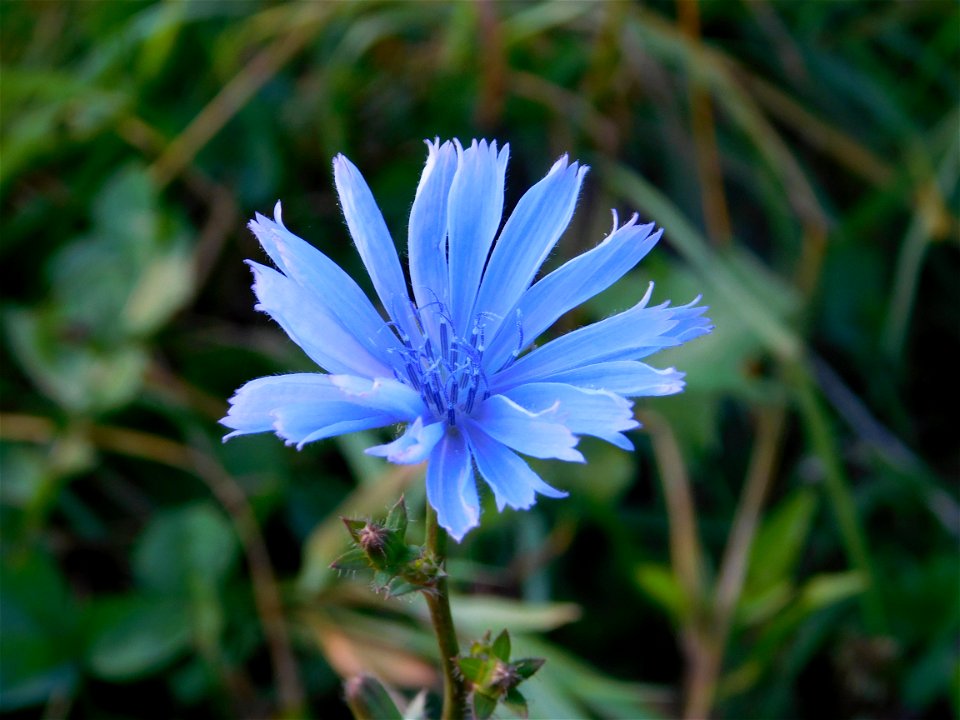Blue Plant Flora Flower photo