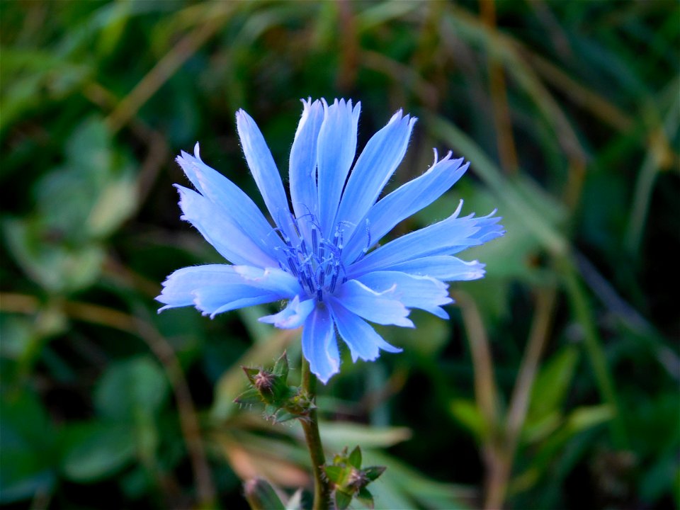 Blue Plant Flora Flower