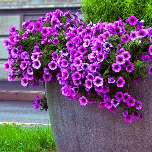 pink flowers