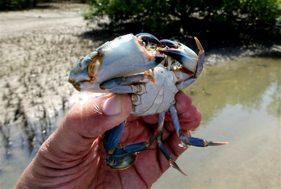 Crab Water Dungeness Crab Decapoda