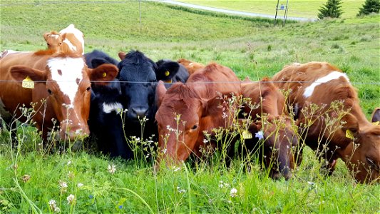 Pasture Cattle Like Mammal Grazing Grass photo