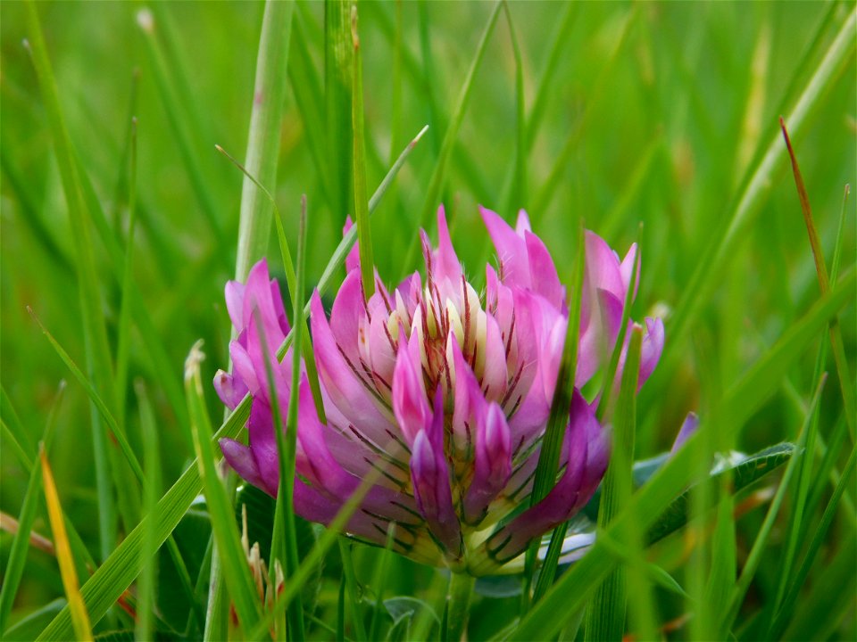 Plant Flower Flora Grass