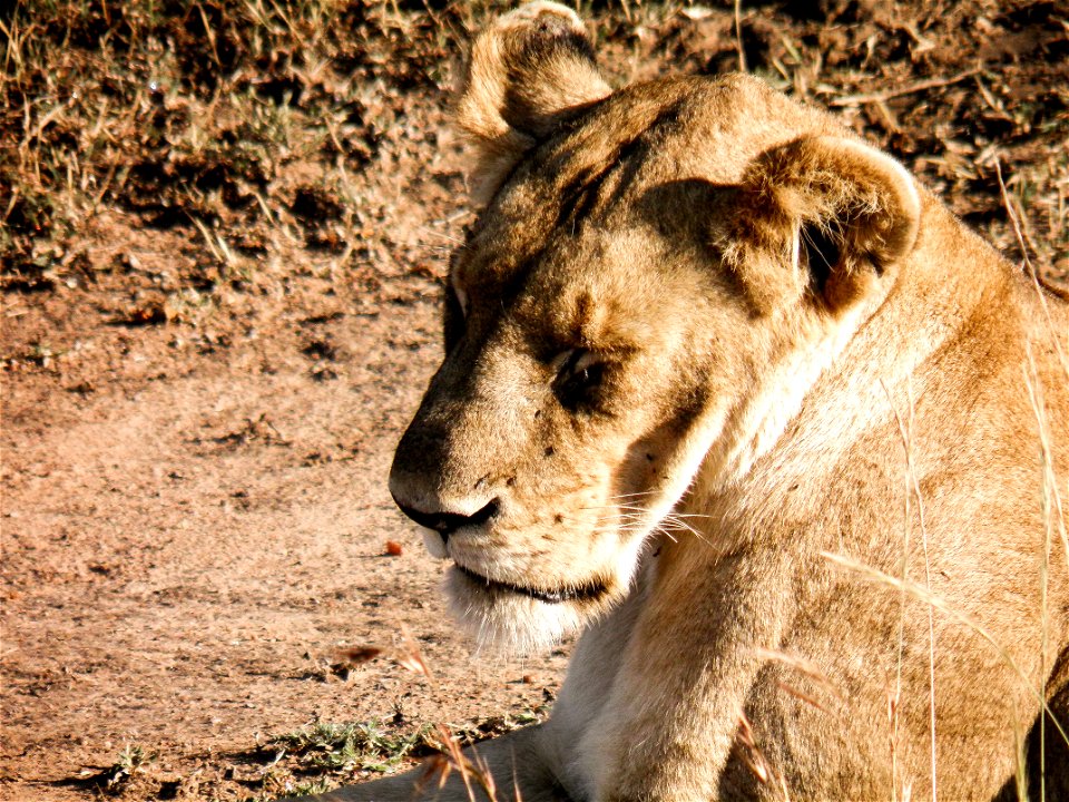 Brown Adult Female Lion On Green Grass