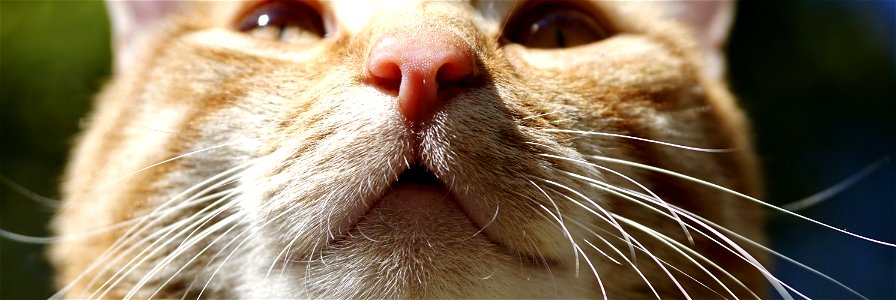 Cat Whiskers Face Nose photo