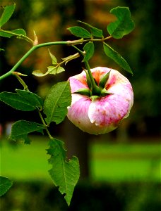 Leaf Apple Plant Fruit