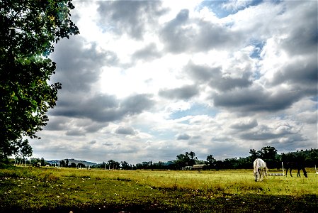 White Cattle Walking On Grass Field photo