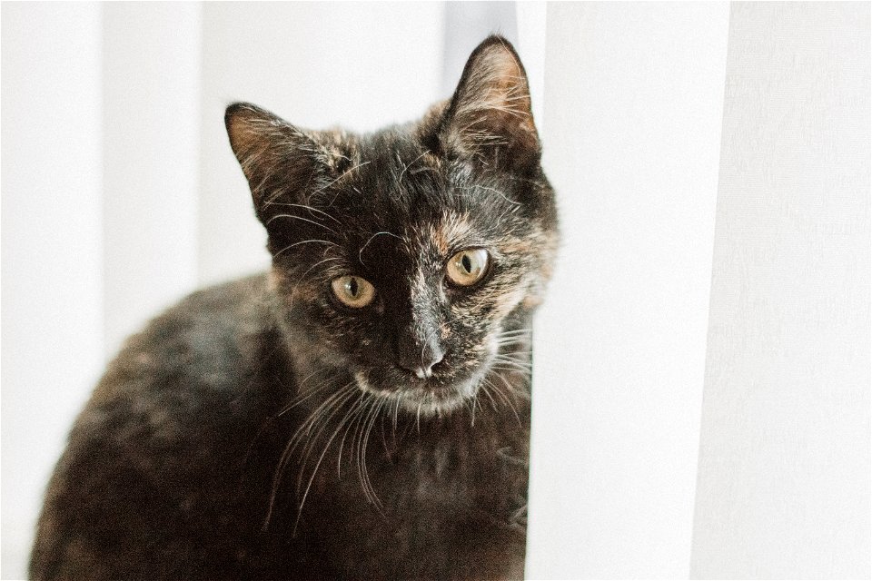 Tortoiseshell Cat