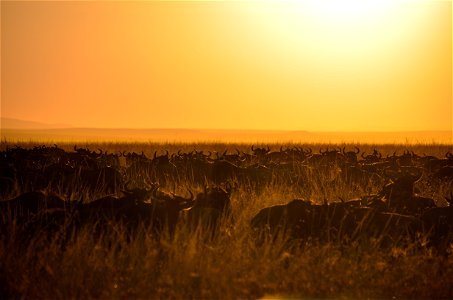 Herd Of Buffalo During Sunset photo