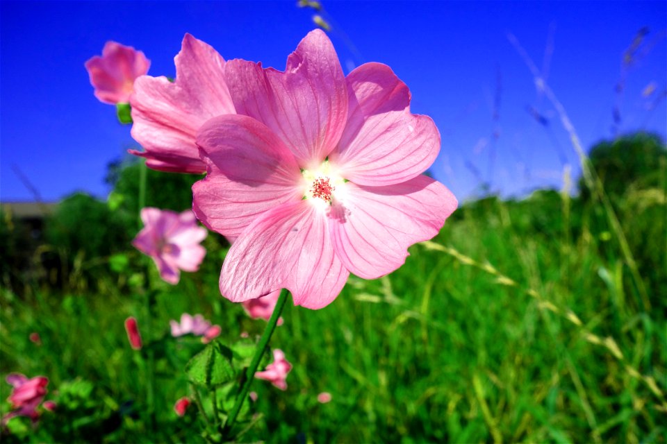 Flower Pink Flora Plant