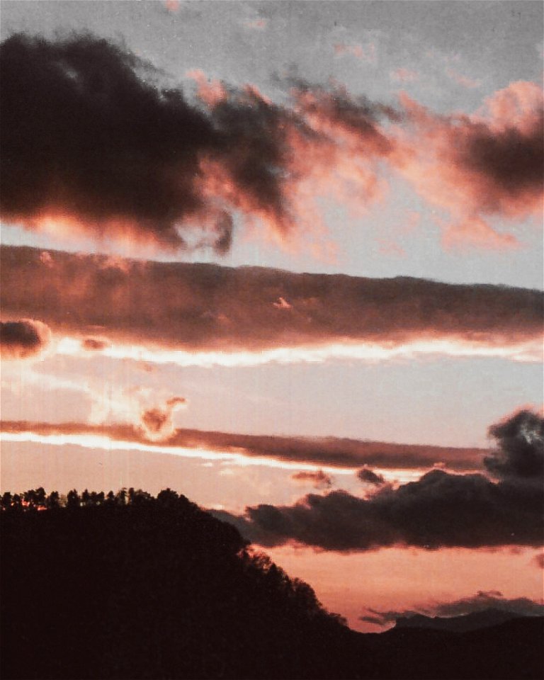 Silhouette Of Trees During Golden Hour photo