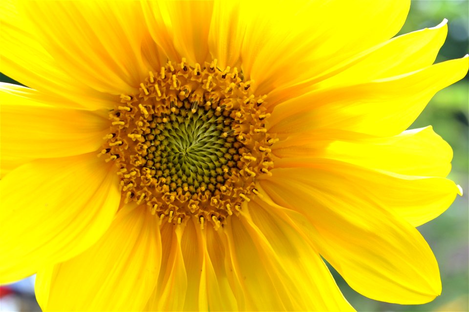Flower Sunflower Yellow Flowering Plant